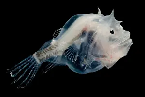 Framed Print : Print of a Phantom Anglerfish Framed Print : Print of a Phantom Anglerfish
