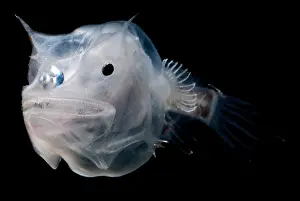 Deep Sea Fish Prints: Phantom Anglerfish