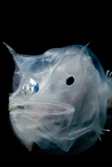 Deep Sea Fish Prints: Phantom Anglerfish