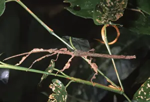 Peruvian Wildlife Prints: Phasmid