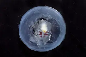 Deep Sea Creatures Prints: Phronima