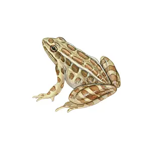 Wildlife Illustration Prints: Pickerel Frog