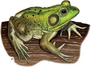 American Wildlife Art Prints: Pig Frog