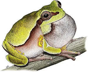American Wildlife Art Prints: Pine Barrens Treefrog