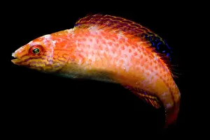 Colorful Ocean Animals Prints: Pink-Margin Wrasse