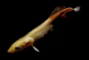 Amazon River Fish Prints: Pirarucu