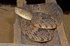 Pit Viper Species Prints: Pit Viper