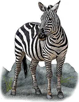 African Plains Zebra Prints: Plains Zebra