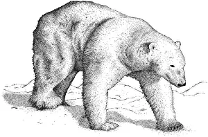 Polar Bear Illustration Prints: Polar Bear