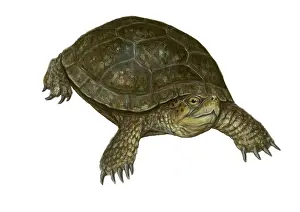 Reptile Illustrations Prints: Pond Turtle