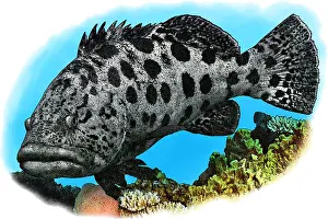 Tropical Reef Fish Prints: Potato Cod