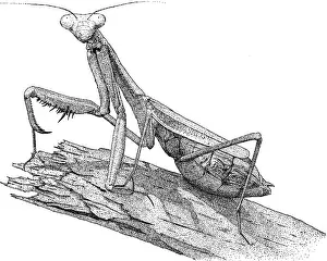 Black And White Insect Art Prints: Praying Mantis
