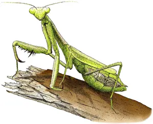 Praying Mantis Prints: California Praying Mantis Print - Colorized pen and ink illustration