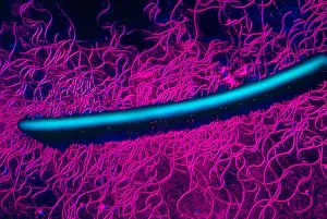 Medical Microbiology Images Prints: Proteus