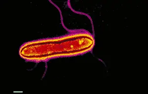 Electron Microscopy Images Prints: Pseudomonas cepacea