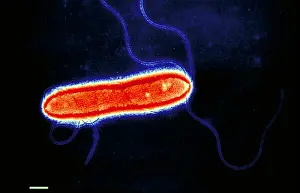 Electron Microscopy Images Prints: Pseudomonas cepacea