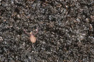 Arachnid Wildlife Prints: Pseudoscorpion