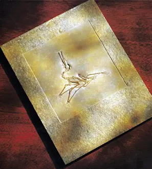 Jurassic Period Fossils Prints: Pterodactylus Elegans