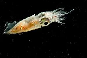 Cephalopod Photography Prints: Pterygioteuthis squid