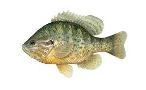 Animal Illustrations Online Prints: Pumpkinseed