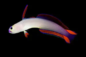 Tropical Ocean Fish Prints: Purple Firefish