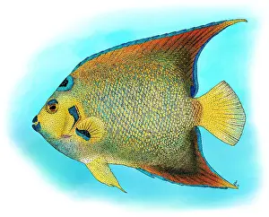 Queen Angelfish Print: A Holacanthus ciliaris Illustration