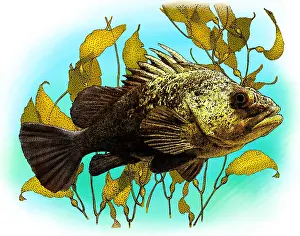 Wildlife Illustrations Prints: Quillback Rockfish