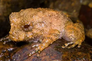 Framed Print : Rain Frog Print: A juvenile Eleutherodactylus bufoniformis in Panama Framed Print : Rain Frog Print: A juvenile Eleutherodactylus bufoniformis in Panama