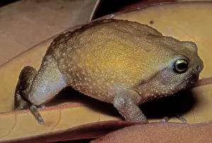 Rain Frog Print, Ground-Dwelling Amphibian