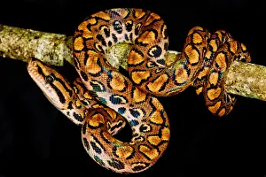 Peruvian Wildlife Prints: Rainbow Boa