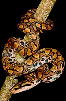 Peruvian Wildlife Prints: Rainbow Boa