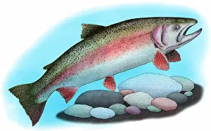 Freshwater Aquatic Animals Prints: Rainbow trout