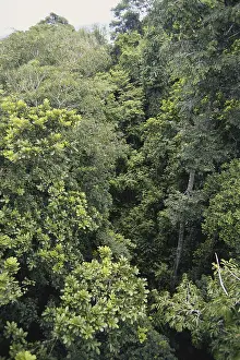 Central America Geography Prints: Rainforest in Panama
