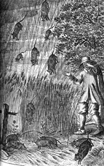Severe Weather Conditions Prints: Raining Rats, 1680