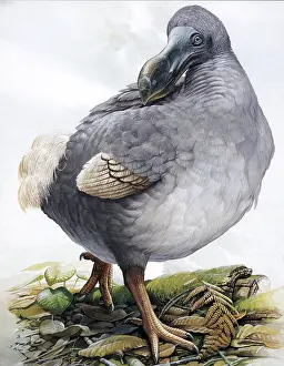Extinct Bird Species Prints: Raphus cucullatus, Dodo Bird, Extinct