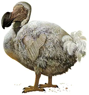Endangered Animal Species Prints: Raphus cucullatus, Dodo Bird, Extinct