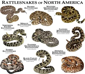 Rattlesnakes of North America Print - Color Collage of Various Species
