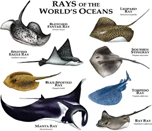 Marine Wildlife Art Prints: Ray's of the World's Oceans