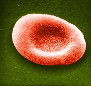 Circulatory System Physiology Prints: Red Blood Cell, under a microscope (SEM)