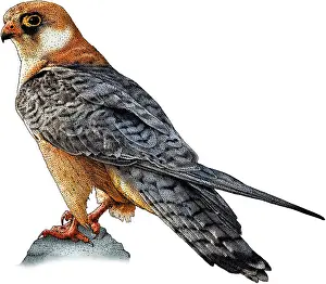 Accipitridae Birds Of Prey Prints: Red footed falcon