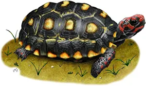South American Reptiles Prints: Red-footed Tortoise