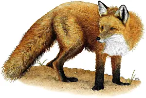 Vulpes Vulpes Images Prints: Red Fox