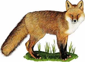 American Wildlife Art Prints: Red fox