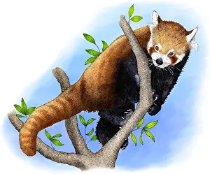 Nature Posters Prints: Red Panda