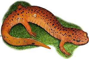 American Wildlife Art Prints: Red Salamander