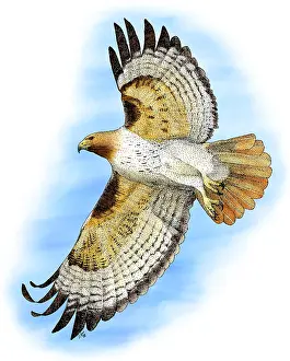 North American Fauna Prints: Red-tailed Hawk