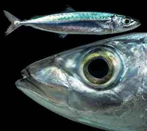 Marine Biodiversity Hotspot Prints: Redtail Scad (Decapterus tabl)