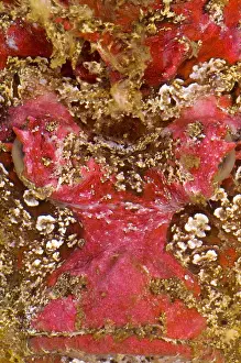 Camouflaged Sea Creatures Prints: Reef Stone Fish