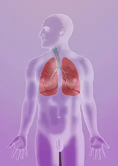 Respiratory System Anatomy Prints: Respiratory System