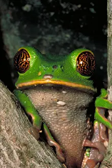 Ecuador Rainforest Animals Prints: Reticulate eye monkey frog